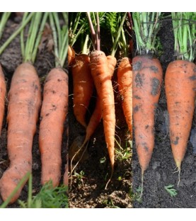 Ruban de carottes en mélange Touchon  AB