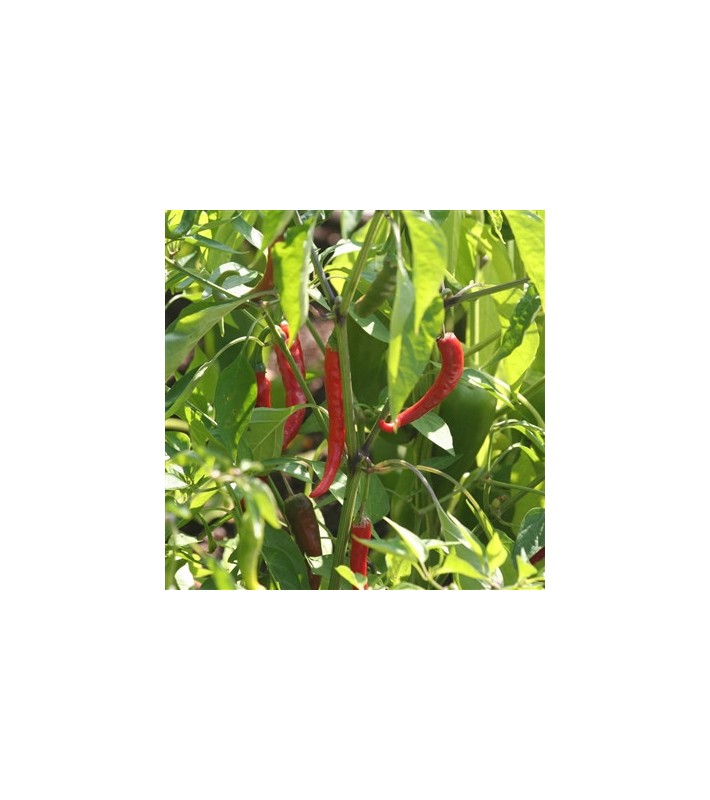 Piment de Cayenne AB