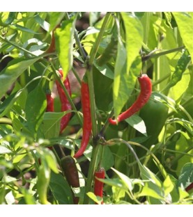 Piment de Cayenne AB