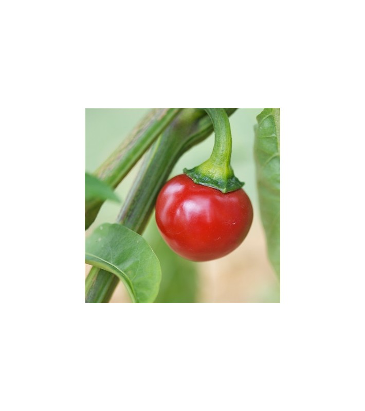 Piment Red Cherry Small AB