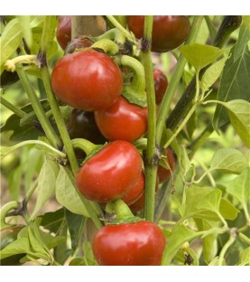 Piment Red Cherry Small AB