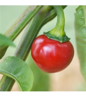 Piment Red Cherry Small AB