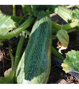 Courgette Greyzini (Grisette de Provence) AB