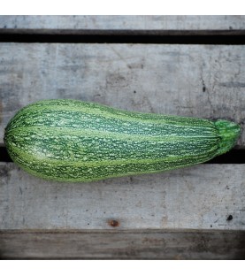 Courgette Greyzini (Grisette de Provence) AB