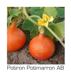 Potiron Potimarron AB