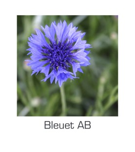 Bleuet AB