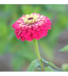 Zinnia elegans double varié AB