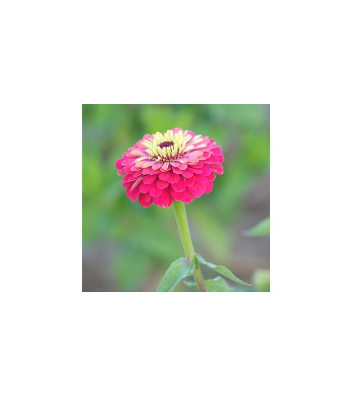 Zinnia elegans double varié AB