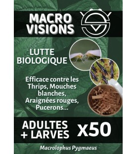 Macrolophus Pygmaeus - Mixte Adultes + Larves par 50 - MACRO VISIONS