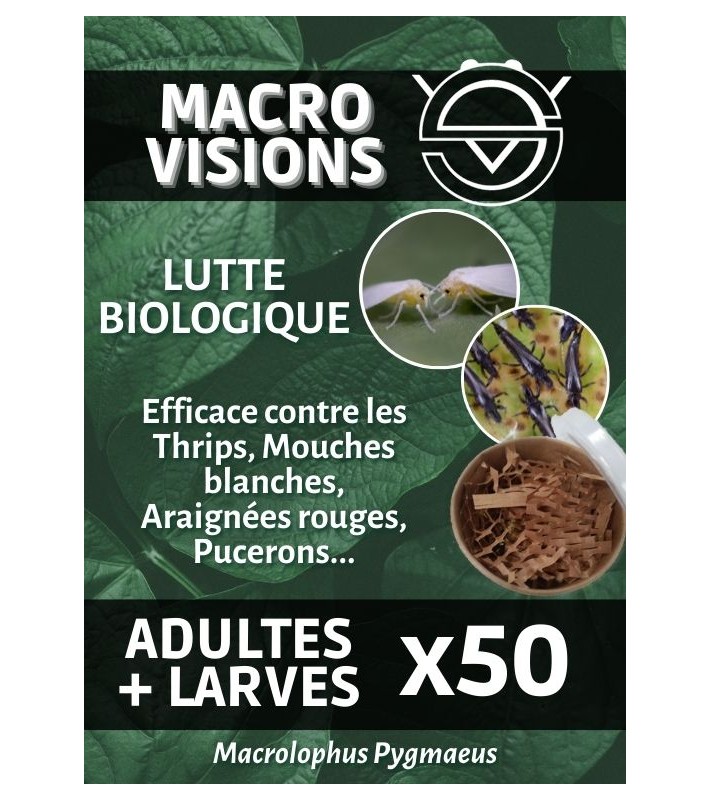 Macrolophus Pygmaeus - Mixte Adultes + Larves par 50 - MACRO VISIONS
