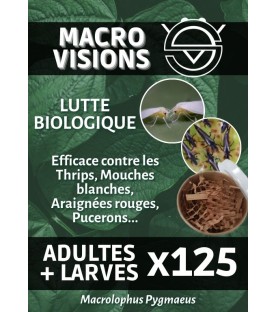 Macrolophus Pygmaeus - Mixte Adultes + Larves par 125 - MACRO VISIONS