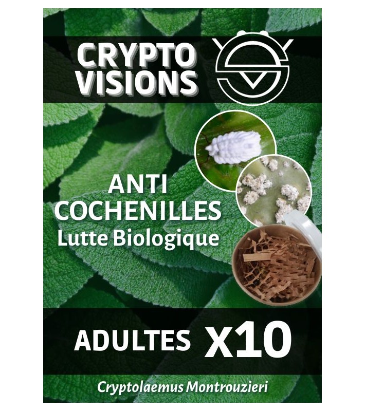 Cryptolaemus - Adultes par 10 - CRYPTO VISIONS