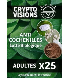 Cryptolaemus - Adultes par 25 - CRYPTO VISIONS