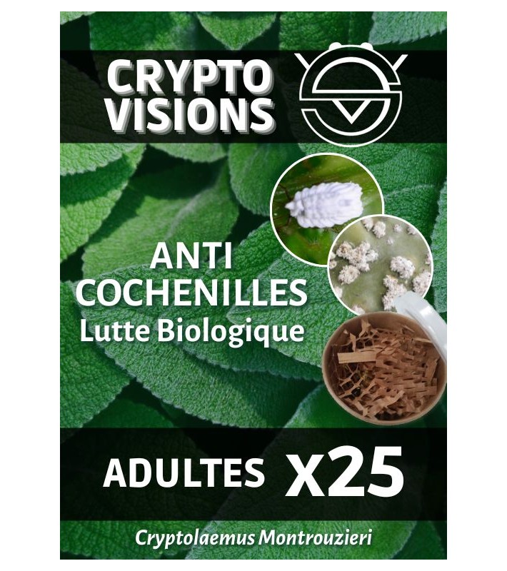 Cryptolaemus - Adultes par 25 - CRYPTO VISIONS