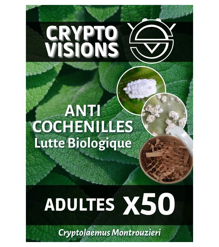 Cryptolaemus - Adultes par 50 - CRYPTO VISIONS
