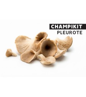 CHAMPIKIT Pleurotes Gris - 2,5 Kg
