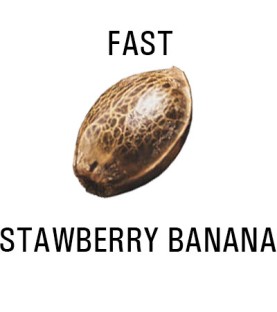 Graines FAST  THC  STAWBERRY BANANA SeedCollection