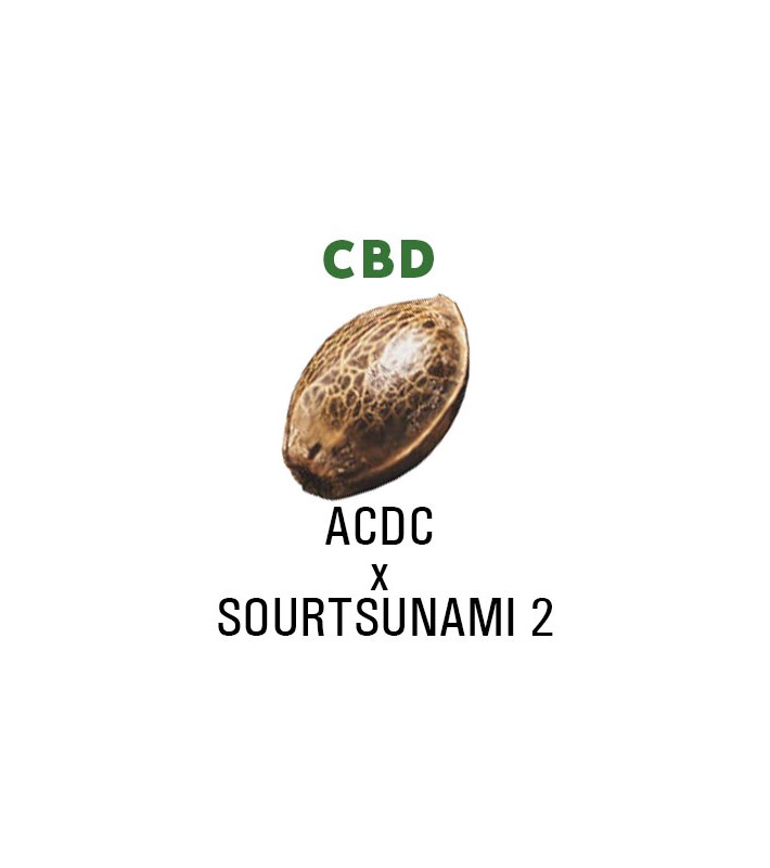 Graines Féminisées  CBD (ACDC x SOURTSUNAMI 2) x A7  SeedCollection
