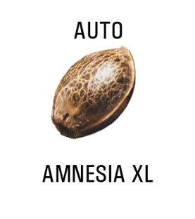 Graines AUTO  THC AMNESIA XL  SeedCollection