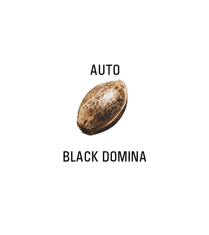 Graines AUTO  THC BLACK DOMINA  SeedCollection