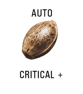 Graines AUTO  THC CRITICAL + Auto  SeedCollection