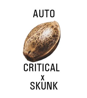 Graines AUTO  THC CRITICAL X SKUNK SeedCollection