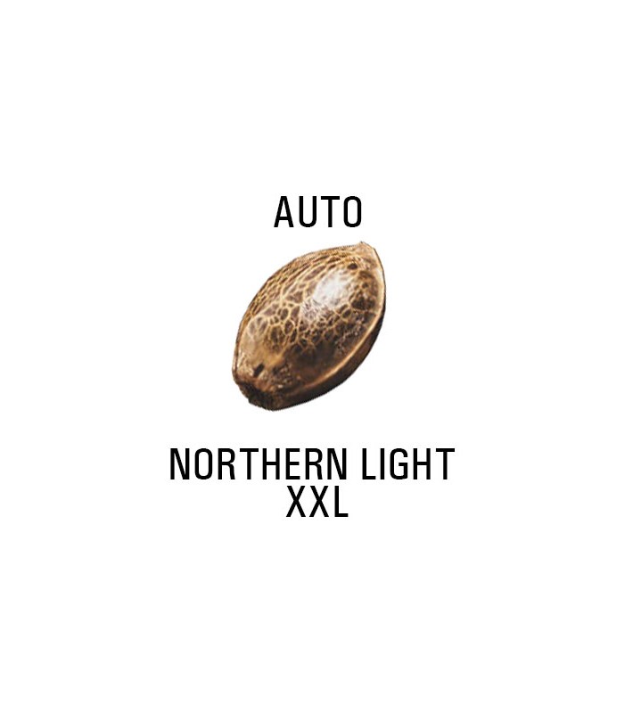 Graines AUTO  THC NORTHERN LIGHT XXL  SeedCollection