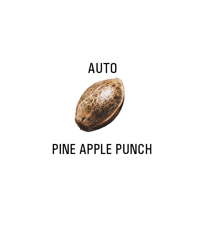 Graines AUTO  THC PINE APPLE PUNCH  SeedCollection