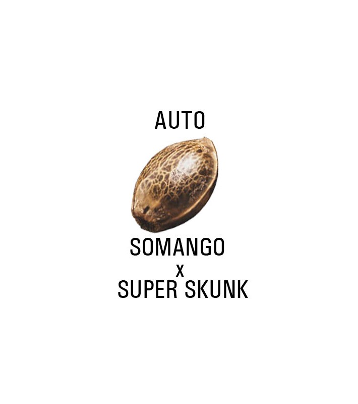 Graines AUTO  THC SOMANGO x SUPER SKUNK SeedCollection