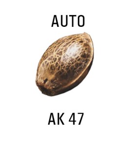 Graines AUTO  THC AK 47  SeedCollection