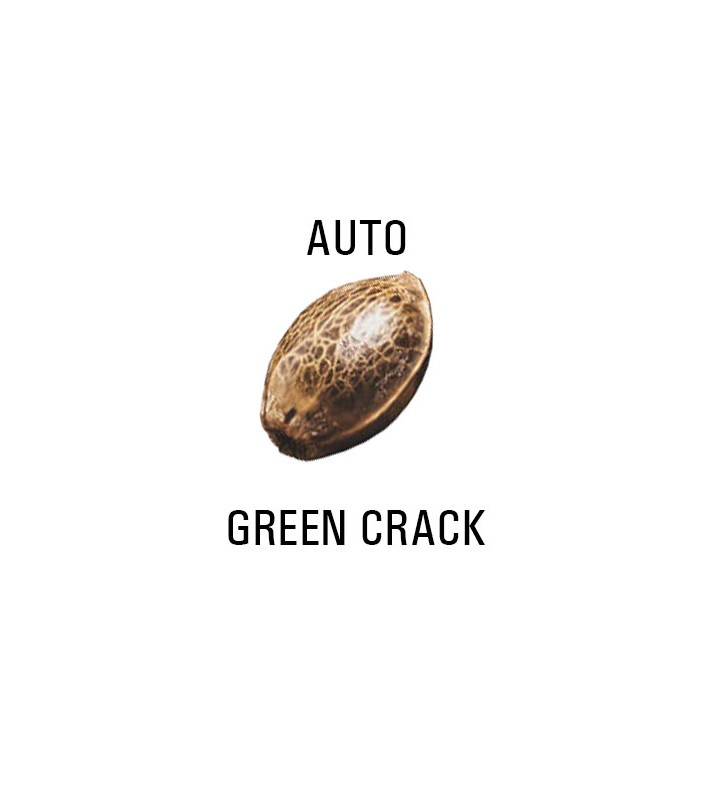 Graines AUTO  THC GREEN CRACK  SeedCollection