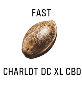 Graines AUTO  THC CHARLOT DC XL CBD SeedCollection