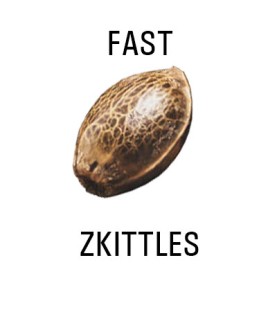 Graines FAST  THC  ZKITTLES SeedCollection