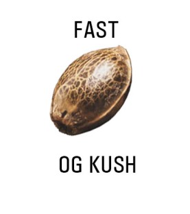 Graines FAST  THC  OG KUSH SeedCollection