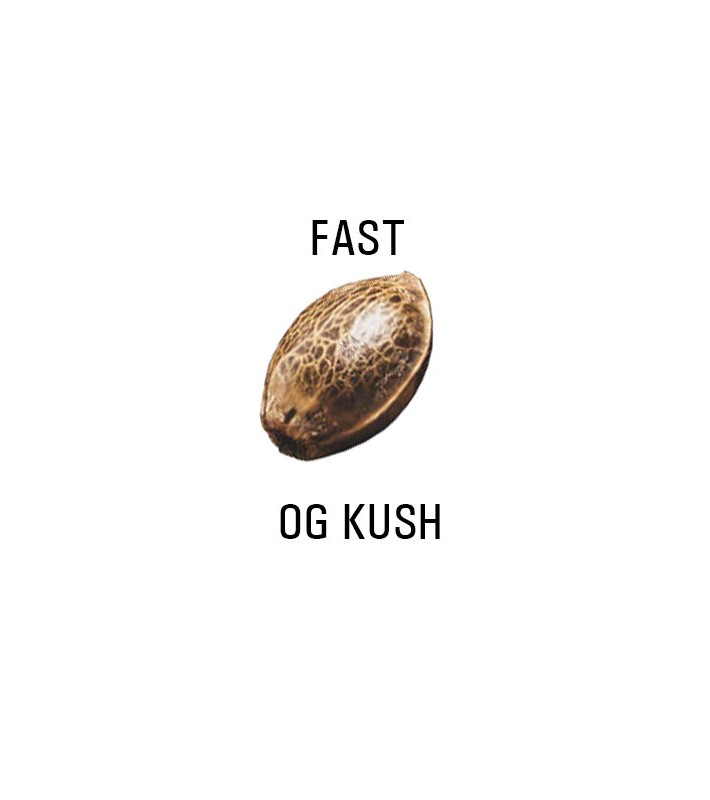 Graines FAST  THC  OG KUSH SeedCollection