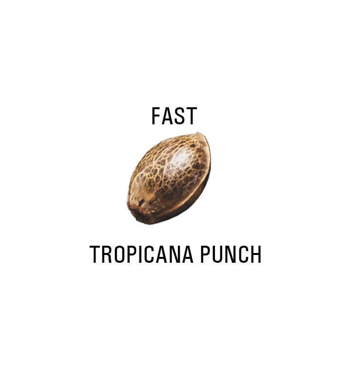 Graines FAST  THC  TROPICANA PUNCH SeedCollection