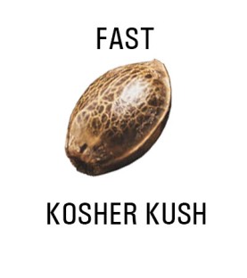 Graines FAST  THC  KOSHER KUSH  SeedCollection