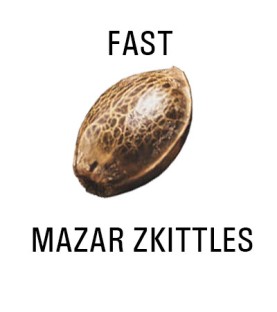 Graines FAST  THC  MAZAR ZKITTLES SeedCollection