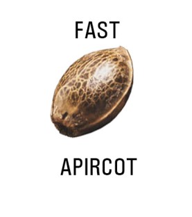 Graines FAST  THC  APIRCOT SeedCollection