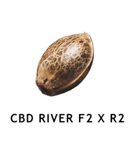 Graine Féminisée  CBD RIVER F2 x R2  SeedCollection
