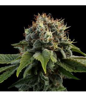 Graine Féminisée  CBD 20% SIX KUSH SeedCollection