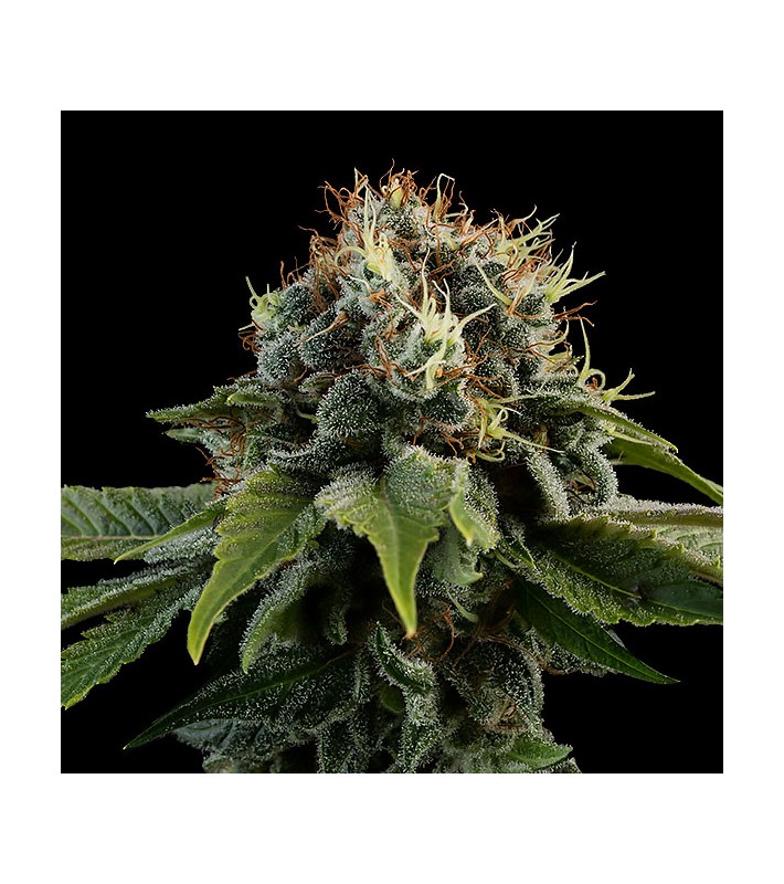 Graine Féminisée  CBD 20% SIX KUSH SeedCollection