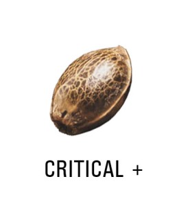 Graine Féminisée   THC CRITICAL +   SeedCollection