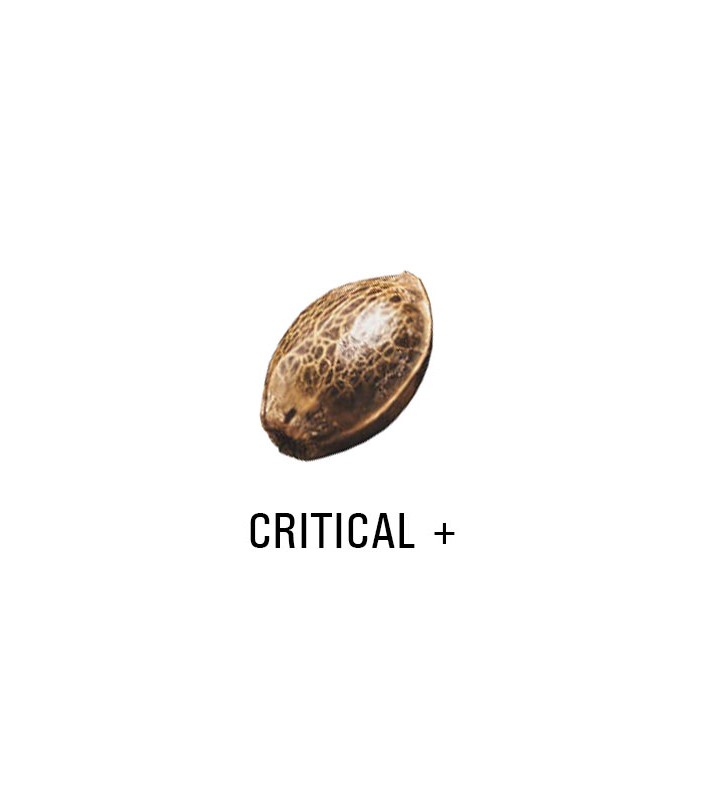Graine Féminisée   THC CRITICAL +   SeedCollection
