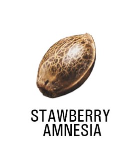 Graine Féminisée   THC STRAWBERRY AMNESIA  SeedCollection