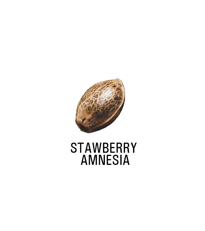 Graine Féminisée   THC STRAWBERRY AMNESIA  SeedCollection