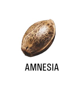 Graine Féminisée   THC AMNESIA  SeedCollection