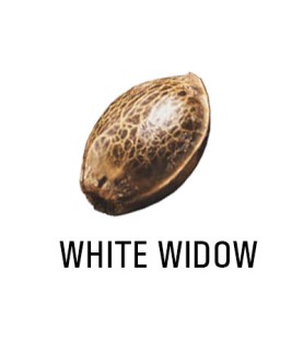 Graine Féminisée   THC WHITE WIDOW  SeedCollection