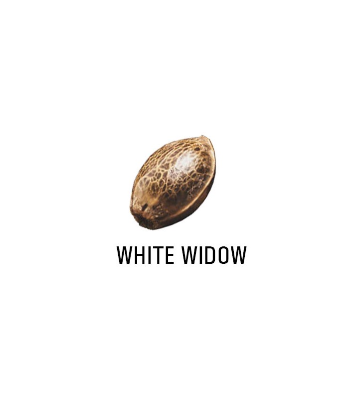 Graine Féminisée   THC WHITE WIDOW  SeedCollection