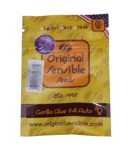 Original Sensi Gorilla Glue 4 AUTO - 3 graines
